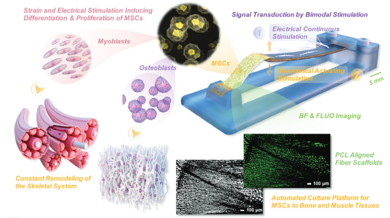 吴德志教授在高性能离电人工肌肉驱动器上取得进展 吴德志教授在高性能离电人工肌肉驱动器上取得进展