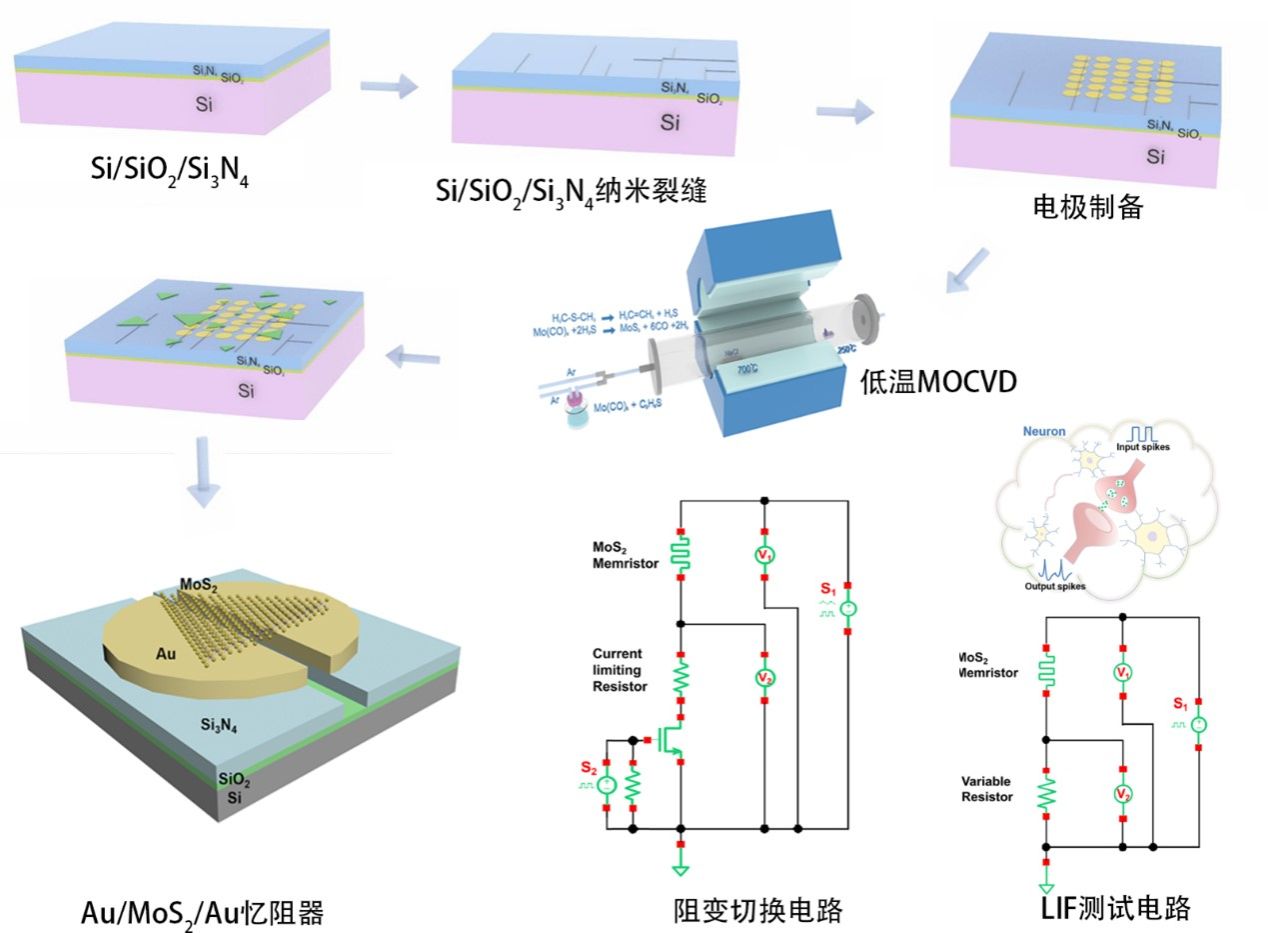 我院吕苗、陈辛夷课题组在基于低温生长的二硫化钼横向忆阻器基础特性研究方面取得进展