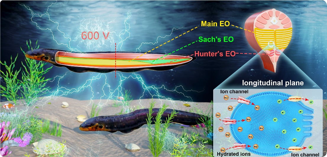 《Small》刊发我院科研团队关于埃米级离子通道设计的综述论文 《Small》刊发我院科研团队关于埃米级离子通道设计的综述论文